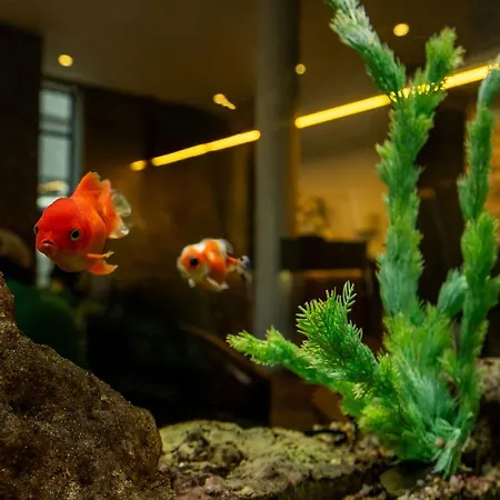 威尔顿中心水疗酒店